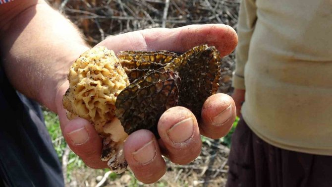 Altın Değerinde: Yanan Ormanlık Alanda Yetişti, Köylüler Her Yerde Onu Arıyor