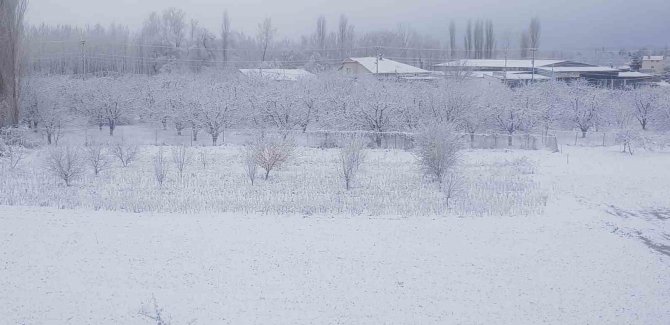 Sivaslı’da Yağan Kar Meyve Ağaçlarını Olumsuz Etkiledi