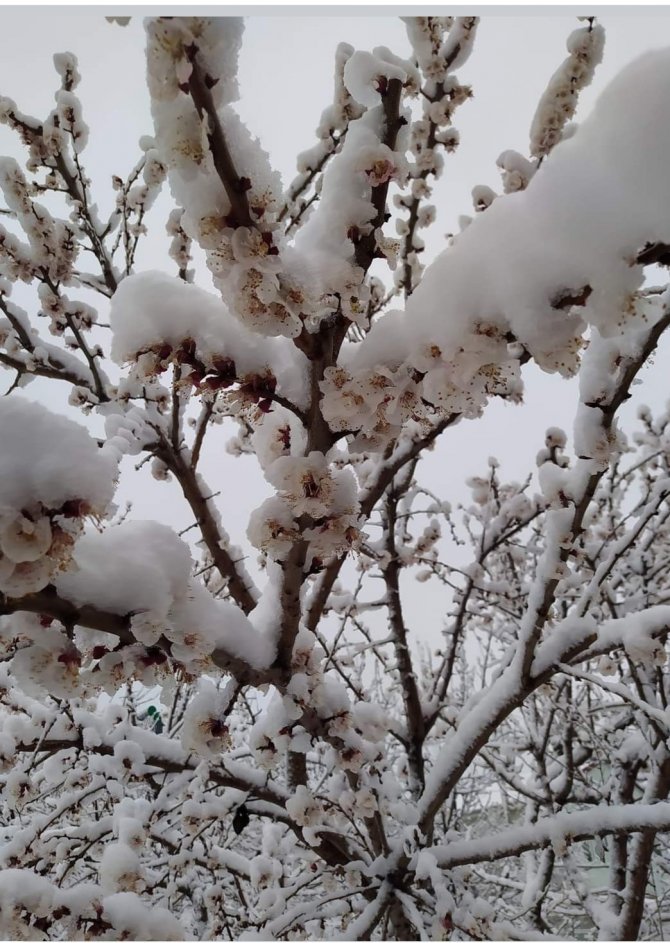 Sivaslı’da Yağan Kar Meyve Ağaçlarını Olumsuz Etkiledi