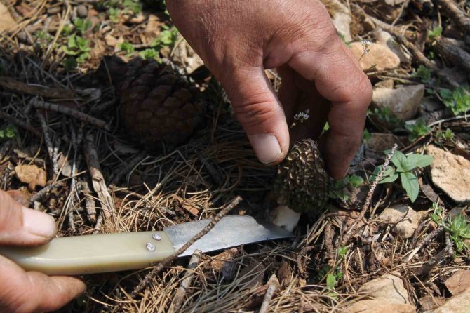 Altın Değerinde: Yanan Ormanlık Alanda Yetişti, Köylüler Her Yerde Onu Arıyor