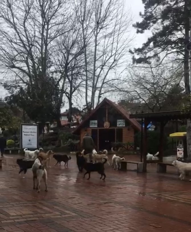 Çaycuma’da Sürü Halinde Gezen Sokak Köpekleri Korkutuyor