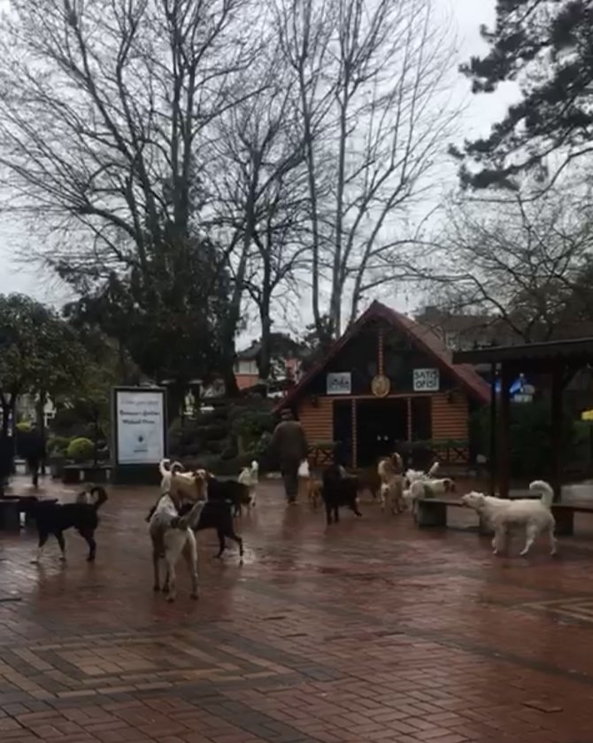 Çaycuma’da Sürü Halinde Gezen Sokak Köpekleri Korkutuyor