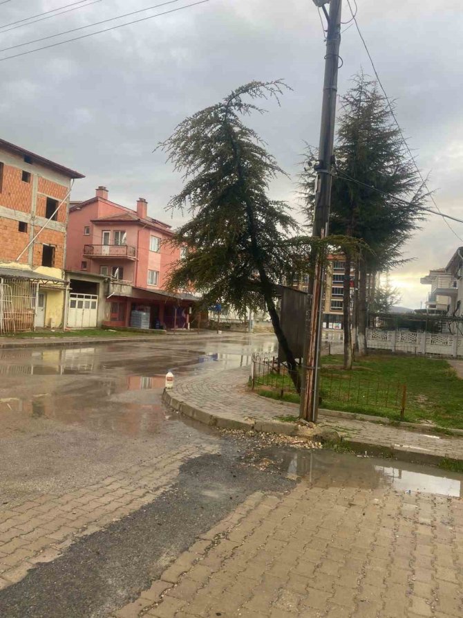 10 Yıllık Çam Ağacı Rüzgarın Şiddetine Dayanamayarak Devrildi