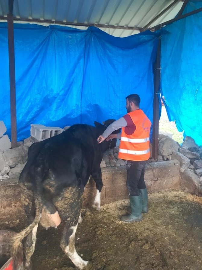 Antalya Büyükşehir Belediyesi’nden Gaziantep’te Veterinerlik Hizmeti