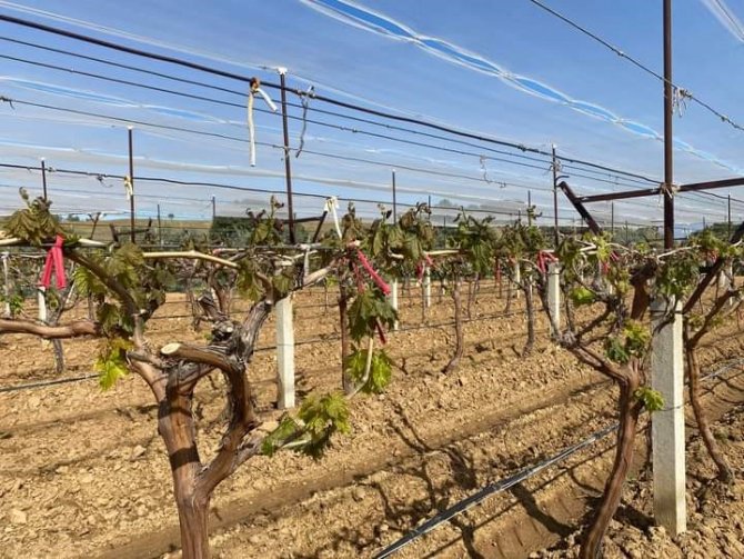Manisa’nın 7 İlçesini Don Vurdu