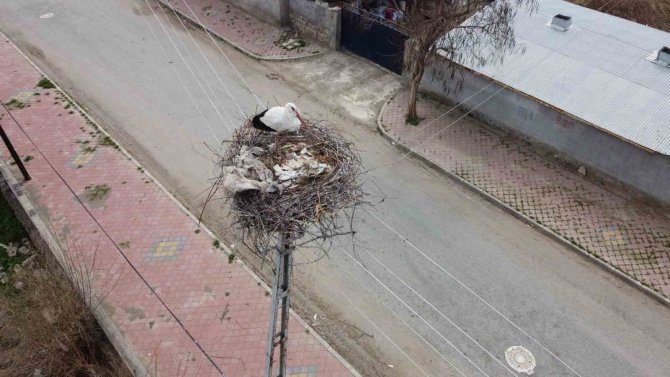 Iğdır’a Gelen Leylekler Yuva İçin Yüksek Yerleri Seçiyor