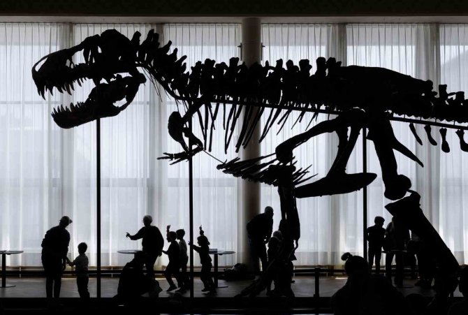 İ̇sviçre’de Dev Dinozor İskeleti Açık Artırmaya Çıkarılacak