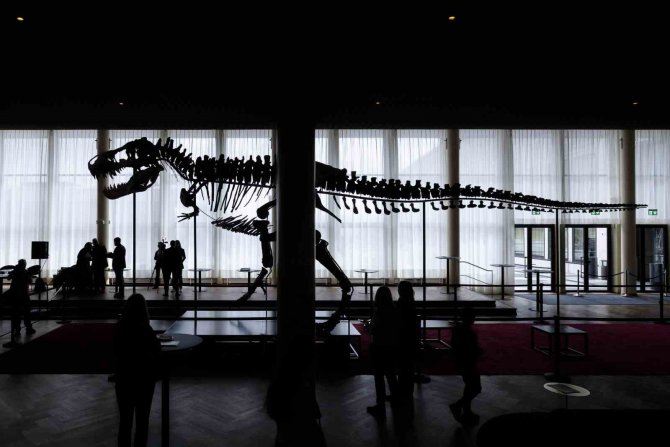 İ̇sviçre’de Dev Dinozor İskeleti Açık Artırmaya Çıkarılacak