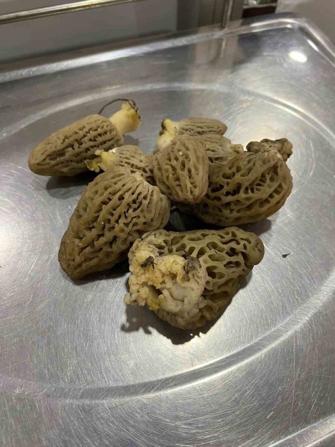 Köylülerin Geçim Kaynağı, Kilogramı 500 Liraya Satılıyor