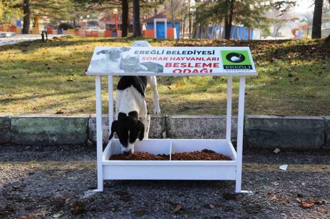 Ereğli Belediyesi Sokak Hayvanlarına Sahip Çıkıyor