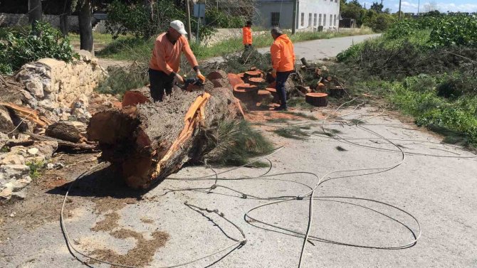 Rüzgarda Devrilen Asırlık Ağaç Yolu Ulaşıma Kapattı