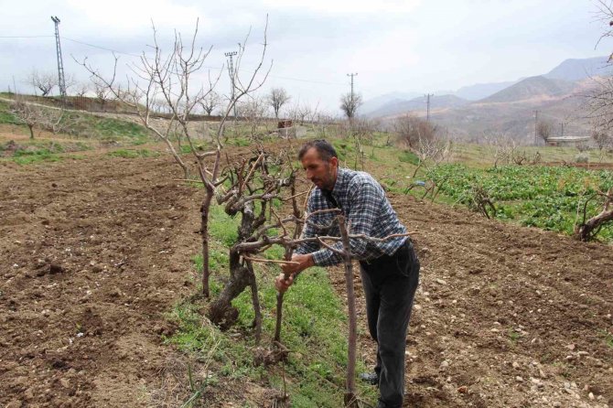 Siirtli Çiftçilere 179 Milyon 515 Bin Tl Destek Ödemesi Yapıldı