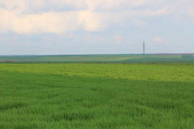 Diyarbakır’da Çiftçinin Yüzü Son Yağışlarla Güldü