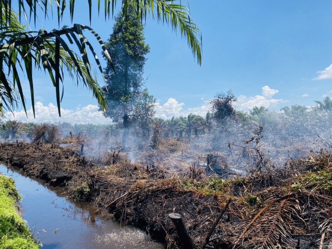 Tayland’daki Orman Yangını Devam Ediyor