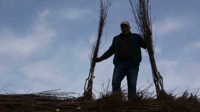 Van’da 31 Bin Adet Meyve Fidanı Dağıtıldı