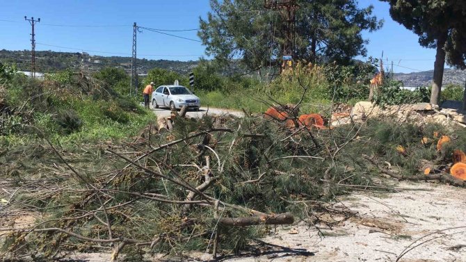 Rüzgarda Devrilen Asırlık Ağaç Yolu Ulaşıma Kapattı