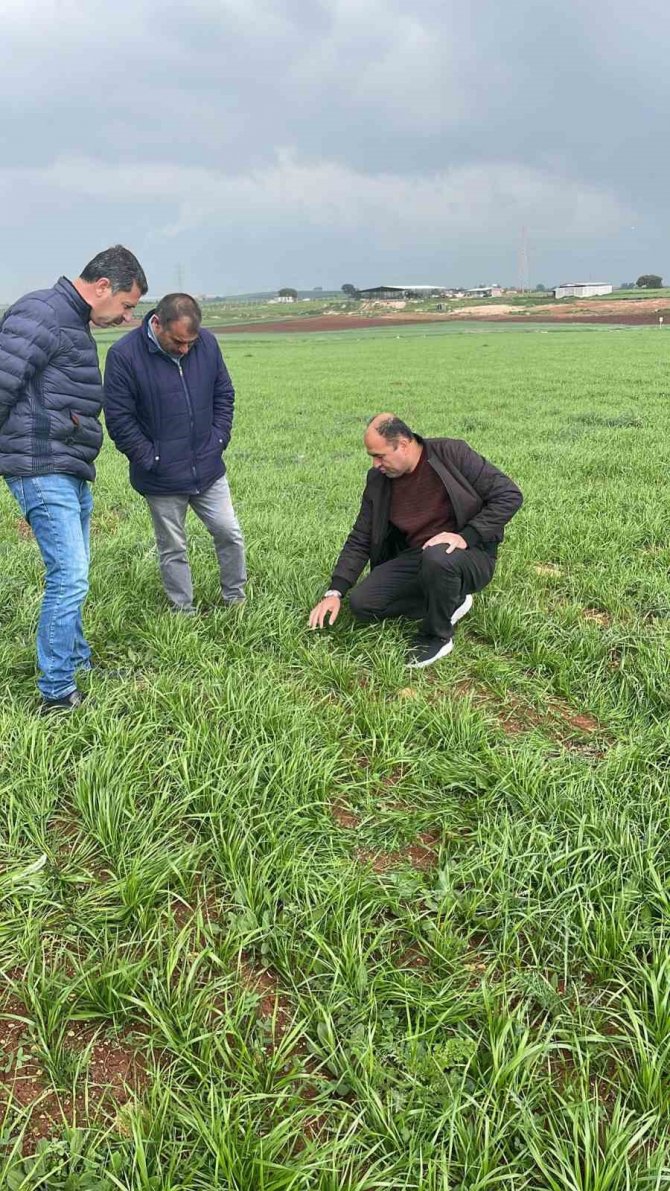 Adana’da Meralarda İlkbahar Gübrelemesi Yapıldı