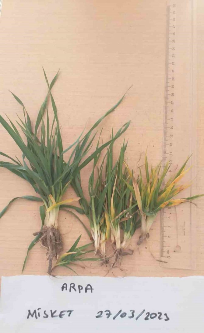 İ̇scehisar’da Arpa Ve Buğday Verimliliği İncelendi