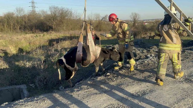 Sulama Kanalına Düşen İneğinin Başında Saatlerce Bekledi