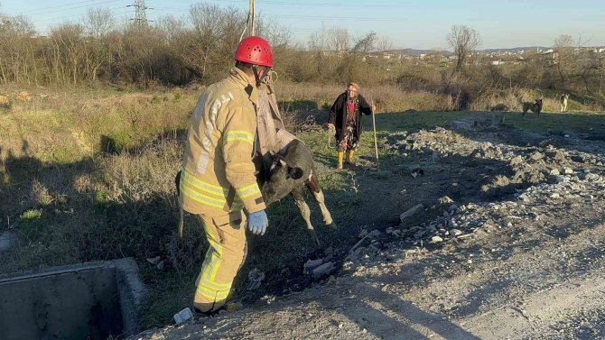 Sulama Kanalına Düşen İneğinin Başında Saatlerce Bekledi