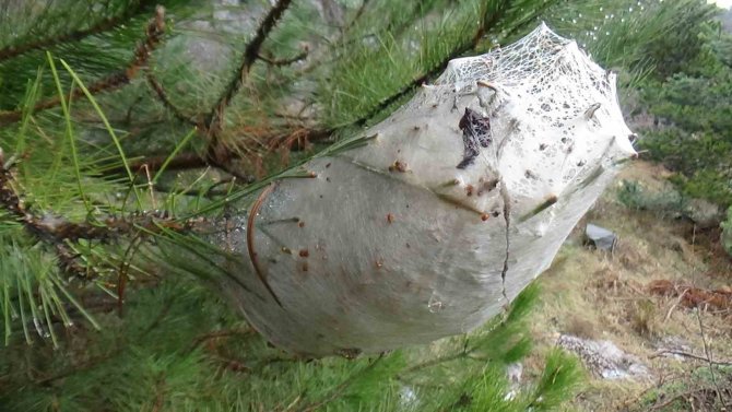 Özel Giysilerle Çam Kese Tırtıllarıyla Mücadele Ediyorlar