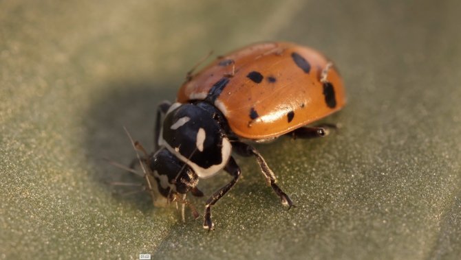 Laboratuvarda Üretilecek Uğur Böcekleri Yaprak Bitine Çözüm Olacak