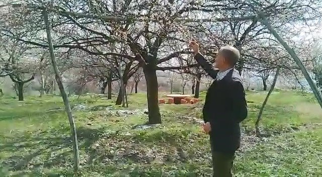 Kayısıyı Don Vurdu