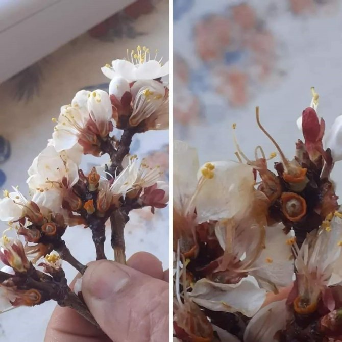 Kayısıyı Don Vurdu