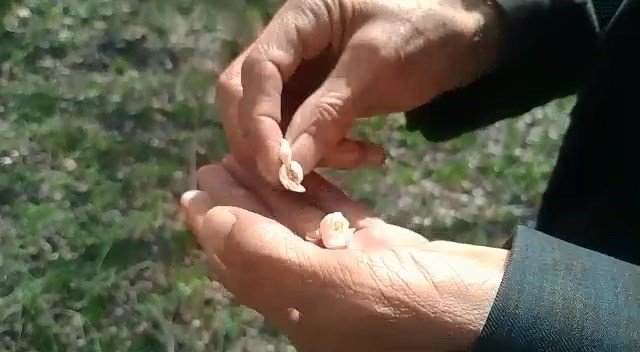 Kayısıyı Don Vurdu