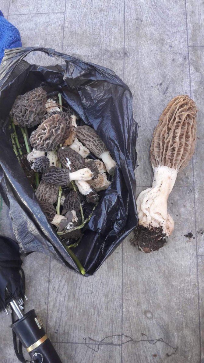 Köylüler Ormandan Topluyor, Kilosu Bin Tl