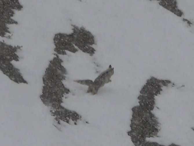 Yiyecek Arayan Tilki Köye İndi