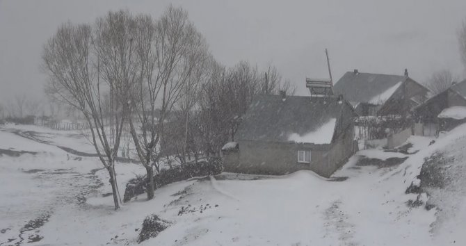 Yiyecek Arayan Tilki Köye İndi