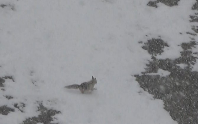 Yiyecek Arayan Tilki Köye İndi