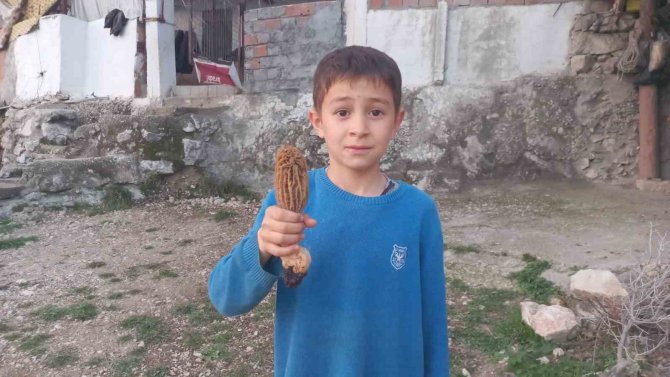 Köylüler Ormandan Topluyor, Kilosu Bin Tl