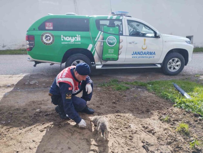 Tokat’ta Yaralı Yavru Köpek Tedavi Altına Alındı