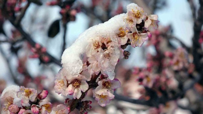 Üreticiler Zirai Dona Karşı Uyarıldı