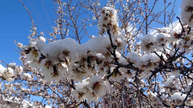 Üreticiler Zirai Dona Karşı Uyarıldı