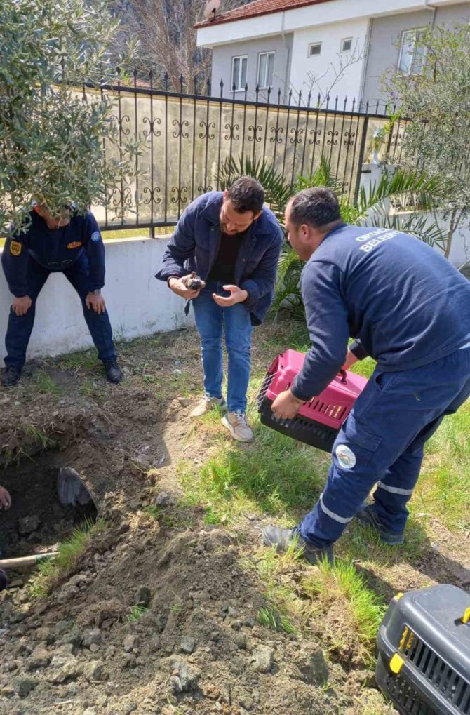 Anne Köpek Ve Yavruları Kurtarıldı