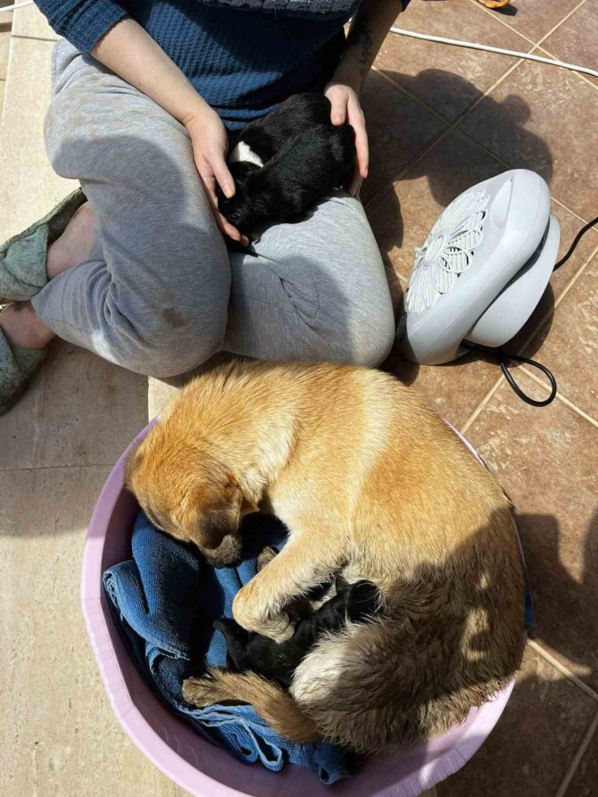 Anne Köpek Ve Yavruları Kurtarıldı