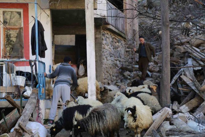 Baraj Suları Nedeniyle Taşınan İlçede Besiciler Dertli