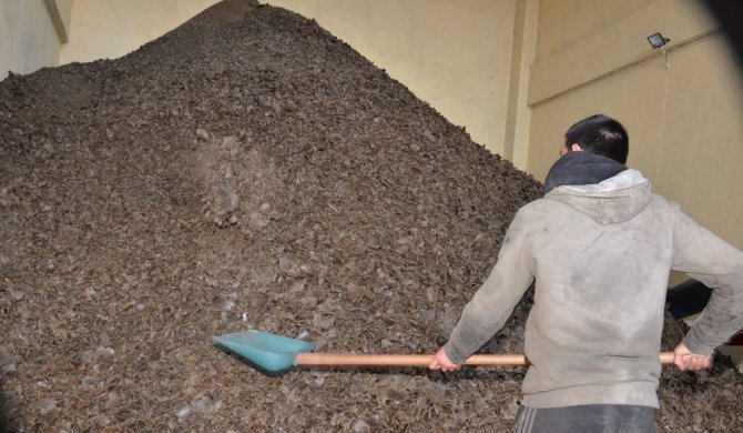 Elek Altı Çerezlik Ayçiçeği, Bu Tesiste Yağa Ve Küspeye Dönüşüyor