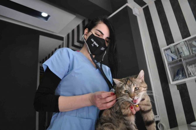 Sokak Kedilerinde ’Korona’ Salgını