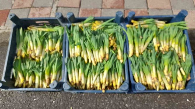 Kulp’ta ,’Gulik’ Tezgahtaki Yerini Aldı