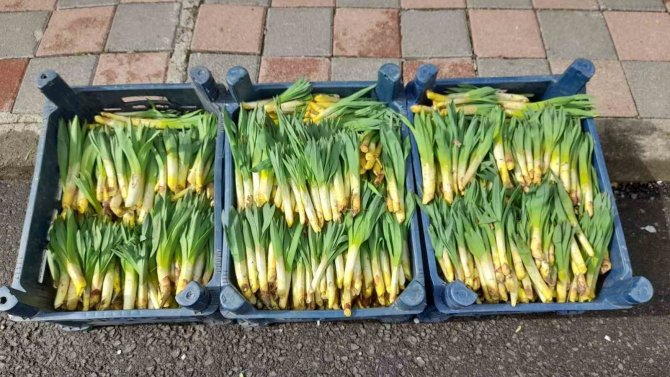 Kulp’ta ,’Gulik’ Tezgahtaki Yerini Aldı