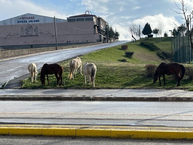 Cadde Kenarındaki Başıboş Atlar Trafiği Tehlikeye Soktu
