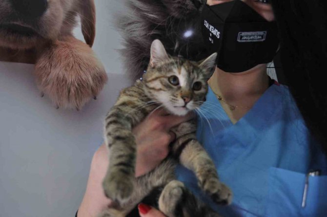 Sokak Kedilerinde ’Korona’ Salgını