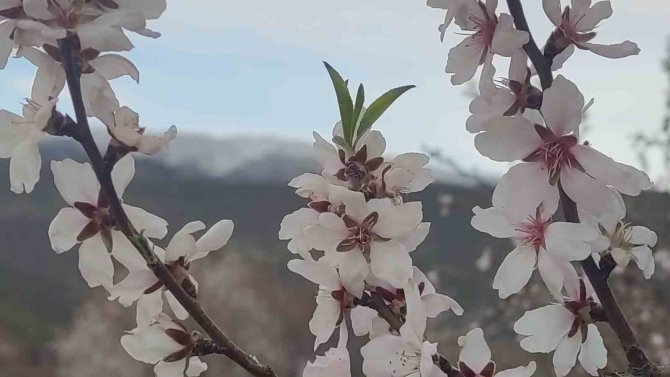 Bingöl’de Bir Yanda Kara Kış Bir Yanda Bahar Yaşanıyor