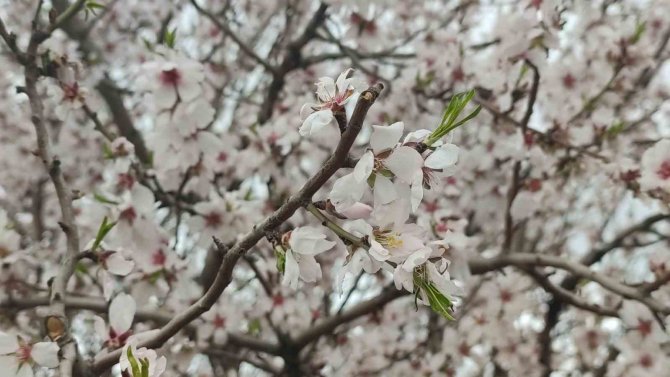 Bingöl’de Bir Yanda Kara Kış Bir Yanda Bahar Yaşanıyor