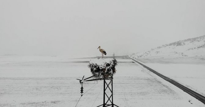 Baharın Müjdecisi Leylekler Yuvalarında Kara Yakalandı