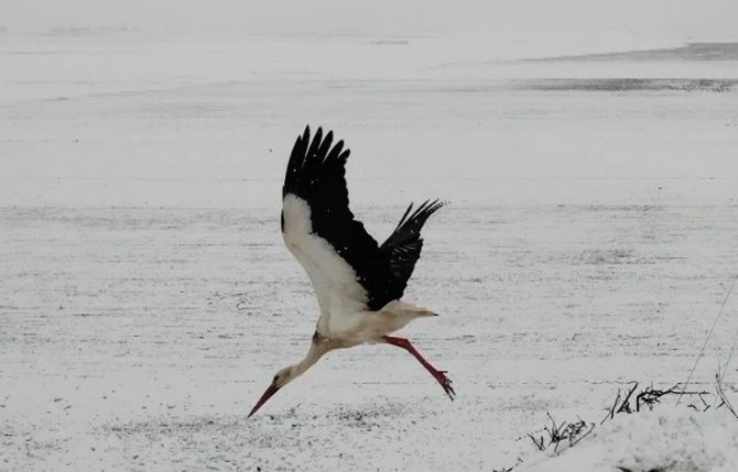 Baharın Müjdecisi Leylekler Yuvalarında Kara Yakalandı